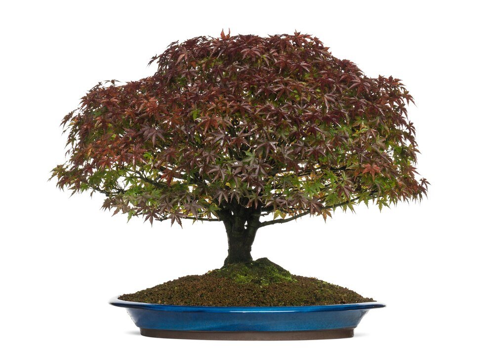 10 najlepszych drzewek bonsai do domu i ogrodu